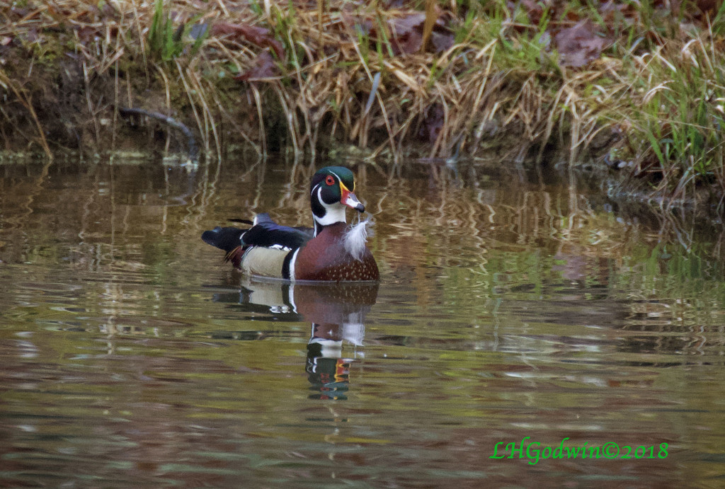 LHG_0274-wood duck with his Feather by rontu