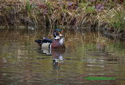 19th Mar 2018 - LHG_0274-wood duck with his Feather