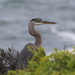 Blue Heron Watching from the Bluff at Timber Cove by markandlinda