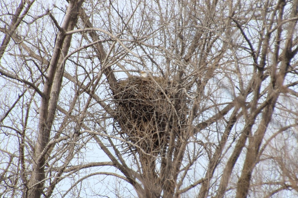 Nesting Bald Eagle by bjchipman