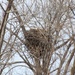 Nesting Bald Eagle by bjchipman