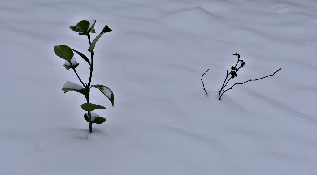 Minimalistic Virgin Snow  by phil_howcroft