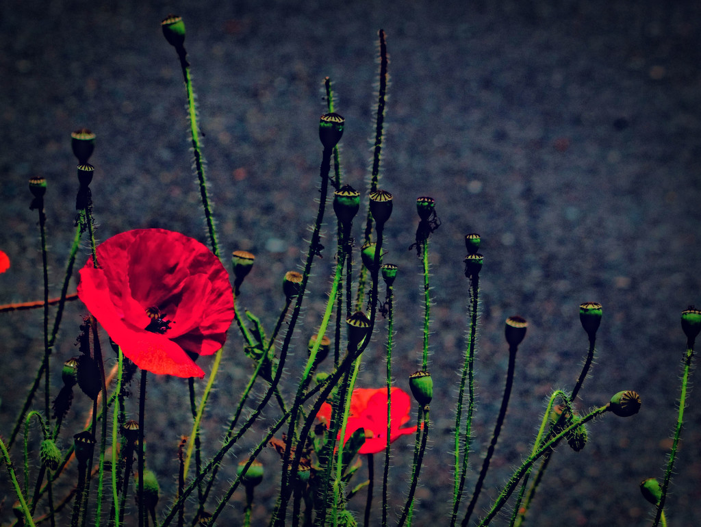 poppy - red - armistice - memories - always by annied