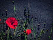 19th Mar 2018 - poppy - red - armistice - memories - always