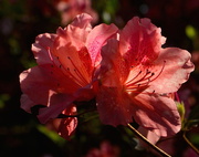 20th Mar 2018 - The rich colors of azaleas are made even more spectacular by the sunlight.