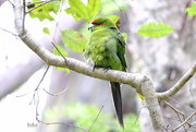 9th Mar 2018 - New Zealand parakeet (kakariki)