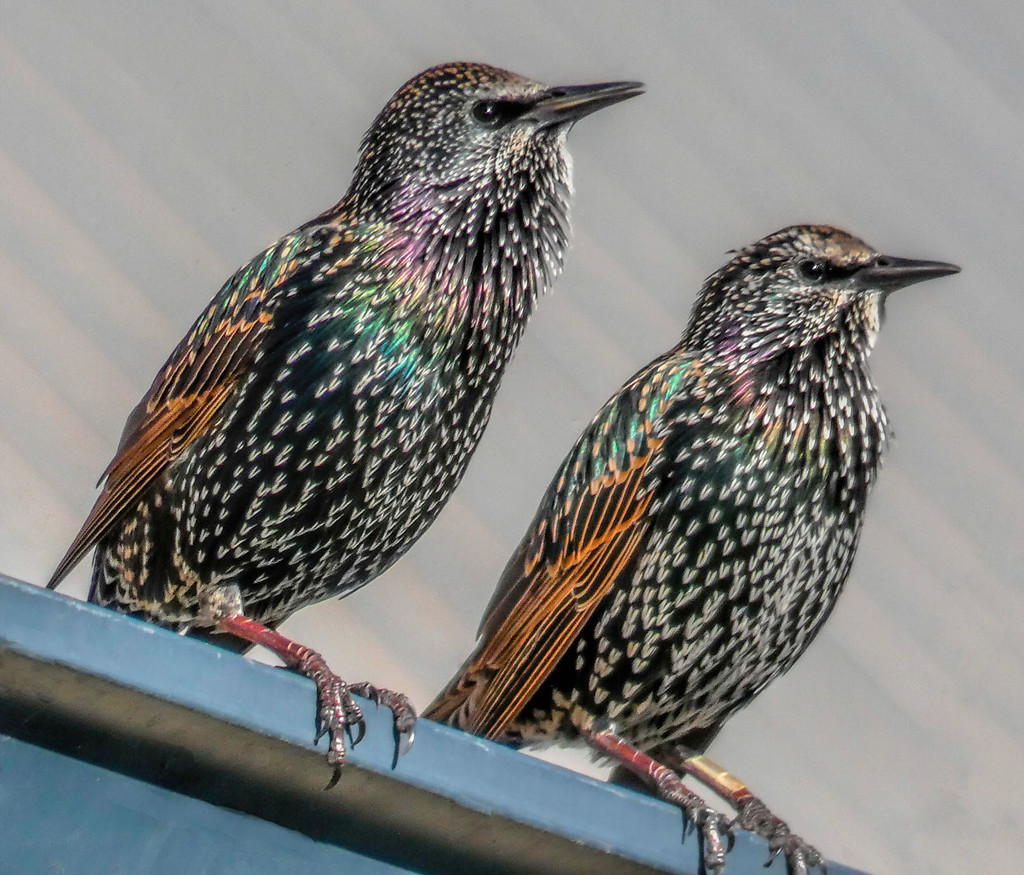 This pair of Starlings ... by ludwigsdiana