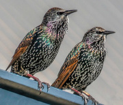 20th Mar 2018 - This pair of Starlings ...