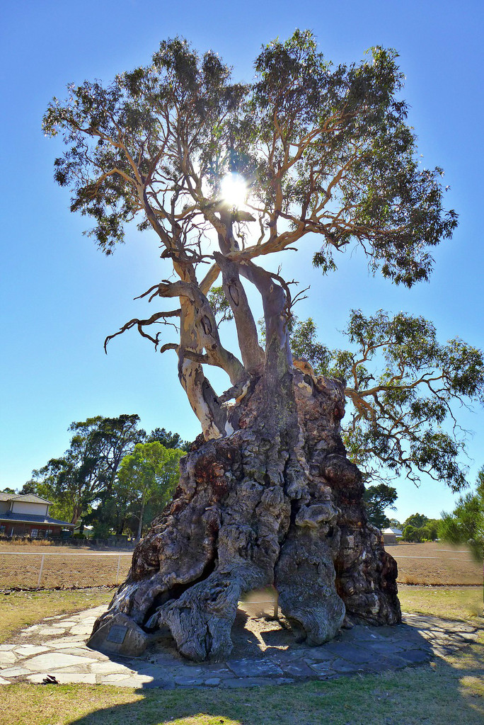 The Herbig Tree by leggzy