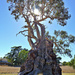 The Herbig Tree by leggzy