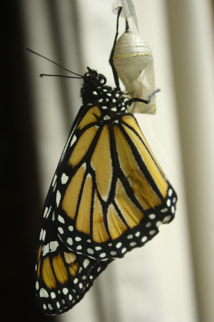 newly butterfly by kali66