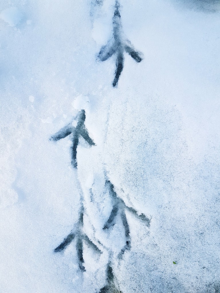 Pheasant tracks in the snow by julienne1