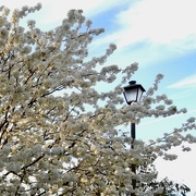 20th Mar 2018 - The Bartlett Pear tree basking in the sunshine