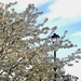 The Bartlett Pear tree basking in the sunshine by louannwarren
