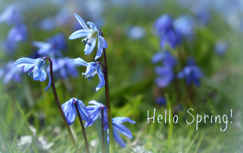 Welcome, Spring!! by alophoto