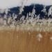 Estuary Reeds .... (For Me) by motherjane