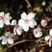 Spring blossom by 365anne