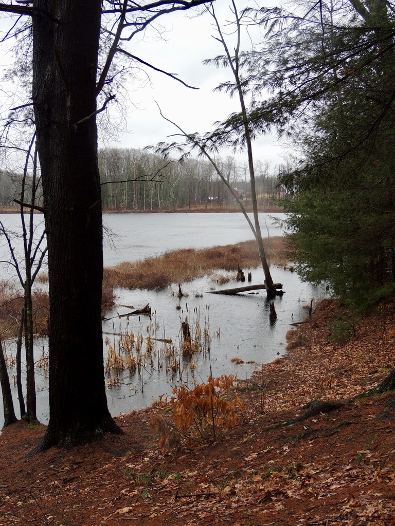 A rainy day at the pond. by dianezelia