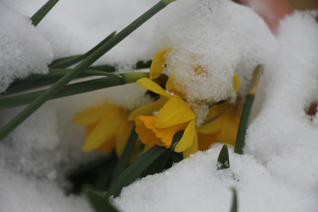 Buried by daffodill