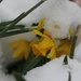 Buried by daffodill