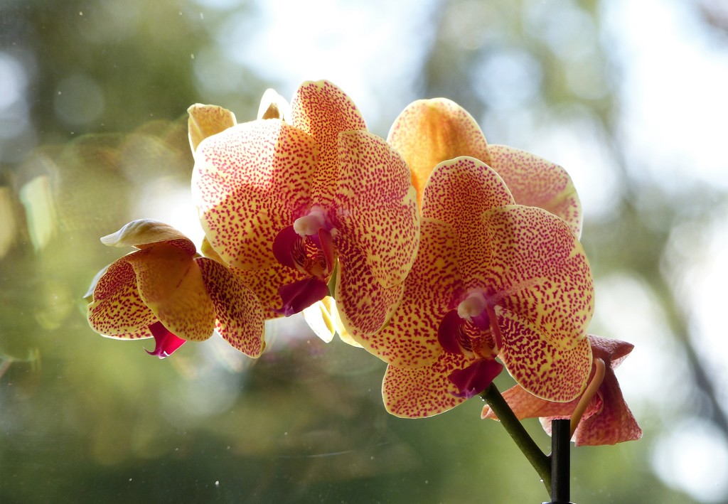 Another Orchid - A Diary Shot by susiemc