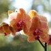 Another Orchid - A Diary Shot by susiemc