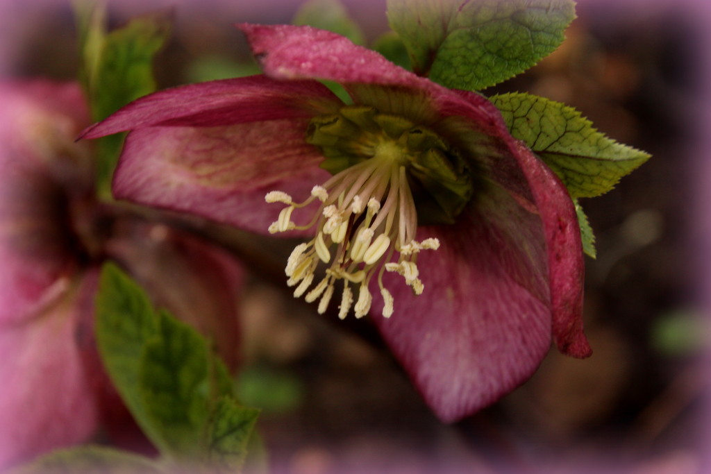 A Hellebore with it's head up! by busylady