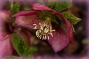 10th Mar 2018 - A Hellebore with it's head up!