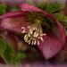 A Hellebore with it's head up! by busylady