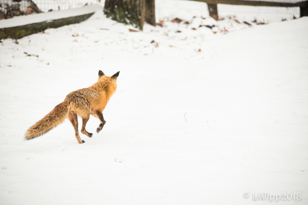 Prancing Fox  by lesip