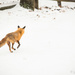Prancing Fox  by lesip