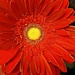 Red Gerbera Daisy  by jo38