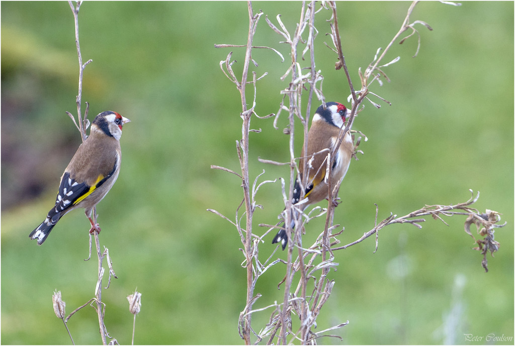 Goldfinches by pcoulson