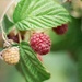 raspberries by ulla