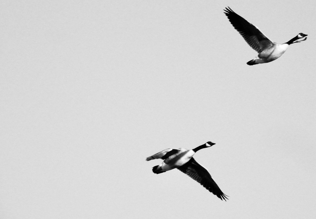 2geese by amyk