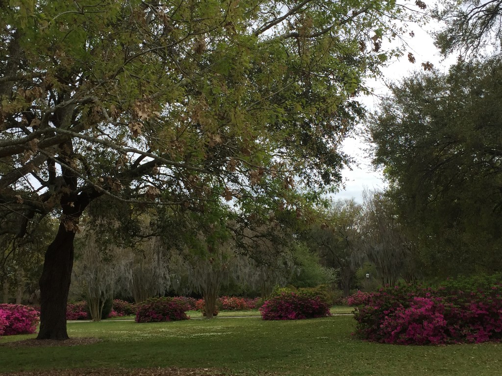 Spring 2018 at Hampton Park, Charleston, SC by congaree