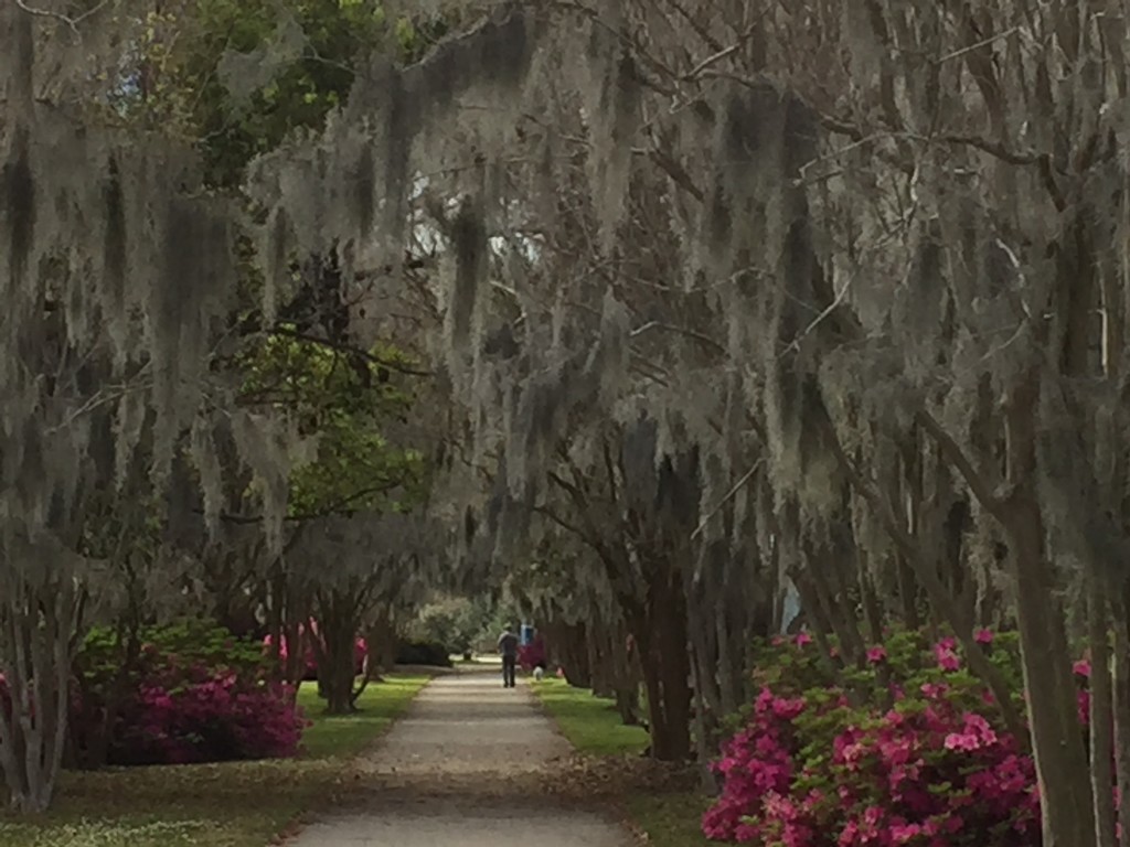 Spanish moss, azaleas and path, Hampton Park, Charleston, SC by congaree