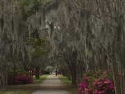 21st Mar 2018 - Spanish moss, azaleas and path, Hampton Park, Charleston, SC