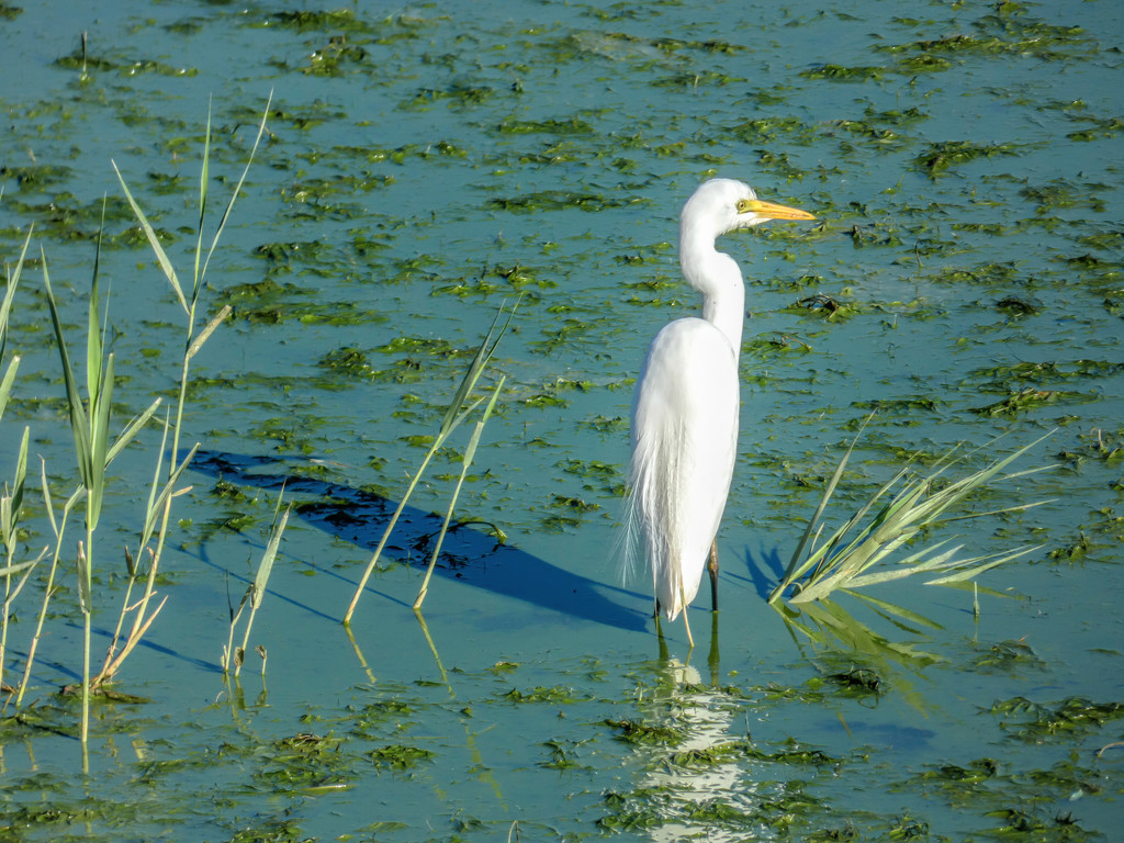 An Egret in the Meerlust Dam by ludwigsdiana