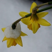 21st Mar 2018 - daffodils in snow
