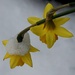 daffodils in snow by quietpurplehaze
