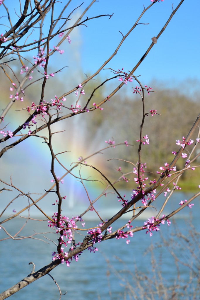 The Redbuds are blooming! by louannwarren