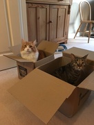 20th Mar 2018 - Cats and boxes