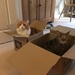Cats and boxes by 365projectmaxine