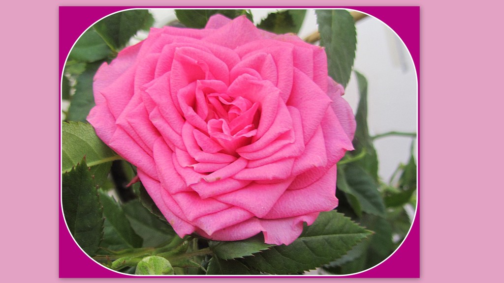 Pink rose petals. by grace55