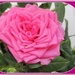 Pink rose petals. by grace55