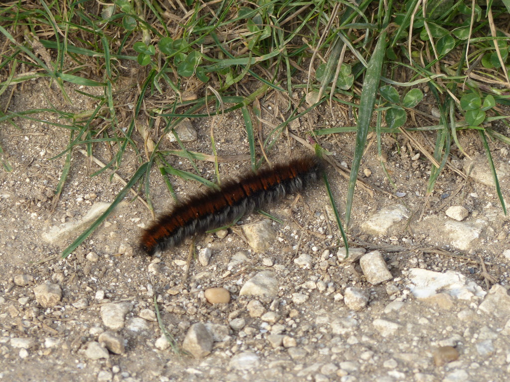 A Very Large Hairy Caterpillar  by susiemc