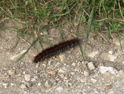 26th Oct 2017 - A Very Large Hairy Caterpillar 