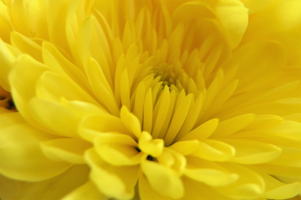 Day 21: Yellow by carole_sandford