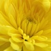Day 21: Yellow by carole_sandford